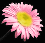 Flowers MySpace Glitter Graphics
